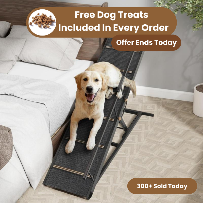 Let Your Dog Climb in Comfort